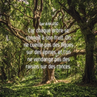 Picture 04 - Luc 6:44 LSG - Car chaque arbre se connaît à son fruit. On ne - Bible Verse Picture