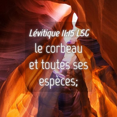 Picture 04 - Lévitique 11:15 LSG - le corbeau et toutes ses - Bible Verse Picture