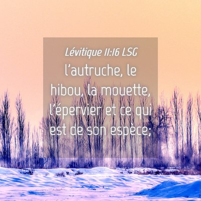 Picture 04 - Lévitique 11:16 LSG - l'autruche, le hibou, la mouette, l'épervier et - Bible Verse Picture