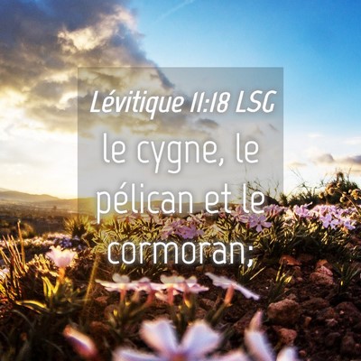Picture 04 - Lévitique 11:18 LSG - le cygne, le pélican et le - Bible Verse Picture