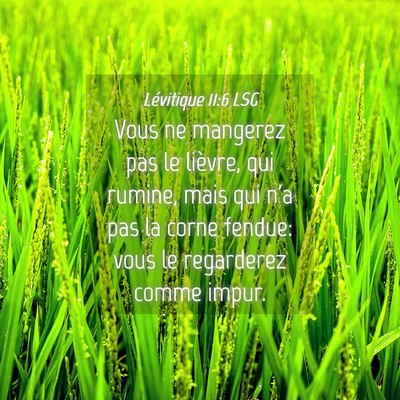 Picture 04 - Lévitique 11:6 LSG - Vous ne mangerez pas le lièvre, qui rumine, mais - Bible Verse Picture