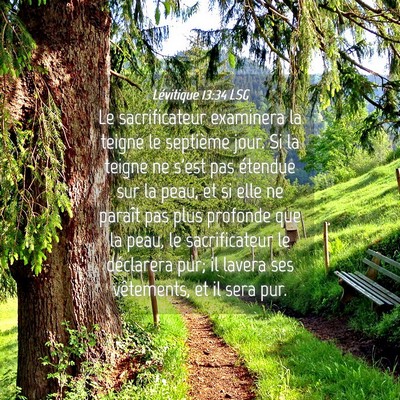 Picture 04 - Lévitique 13:34 LSG - Le sacrificateur examinera la teigne le septième - Bible Verse Picture