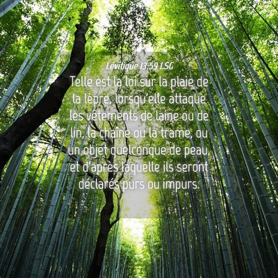Picture 04 - Lévitique 13:59 LSG - Telle est la loi sur la plaie de la lèpre, - Bible Verse Picture