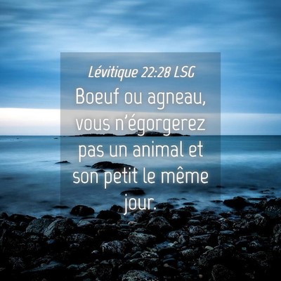 Picture 04 - Lévitique 22:28 LSG - Boeuf ou agneau, vous n'égorgerez pas un animal - Bible Verse Picture