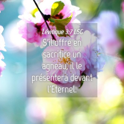 Picture 04 - Lévitique 3:7 LSG - S'il offre en sacrifice un agneau, il le - Bible Verse Picture