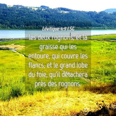 Picture 04 - Lévitique 4:9 LSG - les deux rognons, et la graisse qui les entoure, - Bible Verse Picture