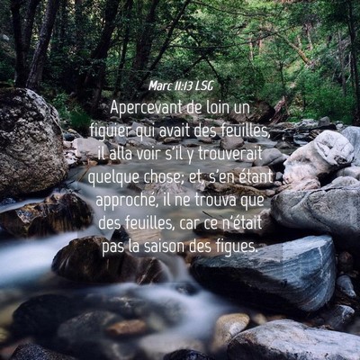 Picture 04 - Marc 11:13 LSG - Apercevant de loin un figuier qui avait des - Bible Verse Picture