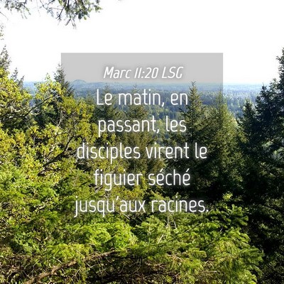 Picture 04 - Marc 11:20 LSG - Le matin, en passant, les disciples virent le - Bible Verse Picture
