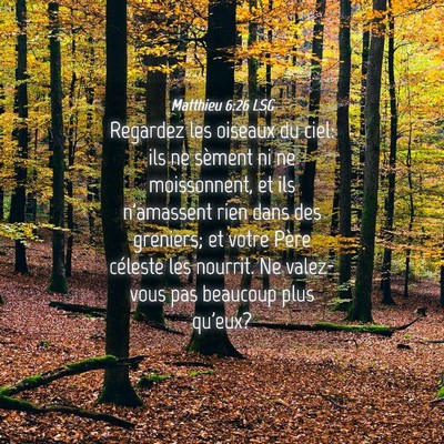 Picture 04 - Matthieu 6:26 LSG - Regardez les oiseaux du ciel: ils ne sèment ni - Bible Verse Picture
