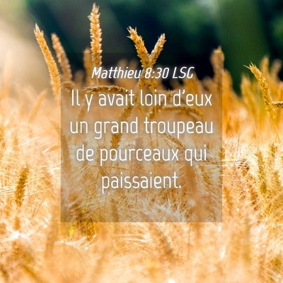 Picture 04 - Matthieu 8:30 LSG - Il y avait loin d'eux un grand troupeau de - Bible Verse Picture
