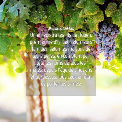 Picture 04 - Nombres 1:20 LSG - On enregistra les fils de Ruben, premier-né - Bible Verse Picture