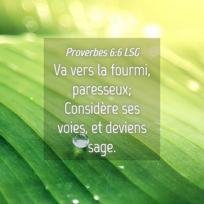 Picture 04 - Proverbes 6:6 LSG - Va vers la fourmi, paresseux; Considère ses - Bible Verse Picture
