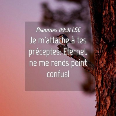 Picture 04 - Psaumes 119:31 LSG - Je m'attache à tes préceptes: Eternel, ne me - Bible Verse Picture