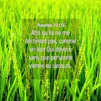 Picture 04 - Psaumes 7:2 LSG - Afin qu'ils ne me déchirent pas, comme un lion - Bible Verse Picture