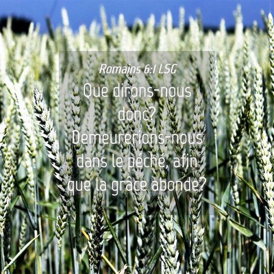 Picture 04 - Romains 6:1 LSG - Que dirons-nous donc? Demeurerions-nous dans le - Bible Verse Picture