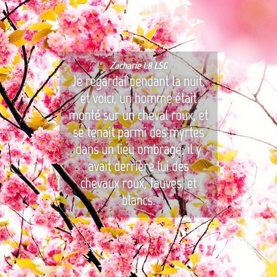 Picture 04 - Zacharie 1:8 LSG - Je regardai pendant la nuit, et voici, un homme - Bible Verse Picture