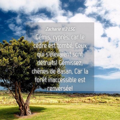 Picture 04 - Zacharie 11:2 LSG - Gémis, cyprès, car le cèdre est tombé, Ceux - Bible Verse Picture