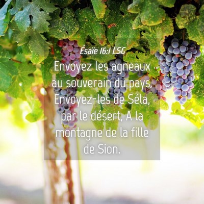 Picture 04 - Ésaïe 16:1 LSG - Envoyez les agneaux au souverain du pays, - Bible Verse Picture