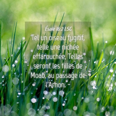 Picture 04 - Ésaïe 16:2 LSG - Tel un oiseau fugitif, telle une nichée - Bible Verse Picture