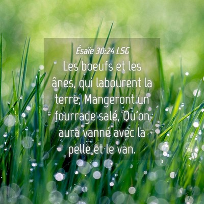 Picture 04 - Ésaïe 30:24 LSG - Les boeufs et les ânes, qui labourent la terre, - Bible Verse Picture