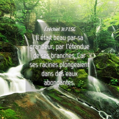 Picture 04 - Ézéchiel 31:7 LSG - Il était beau par sa grandeur, par l'étendue de - Bible Verse Picture