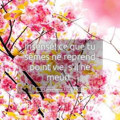 Picture 05 - 1 Corinthiens 15:36 LSG - Insensé! ce que tu sèmes ne reprend point vie, - Bible Verse Picture