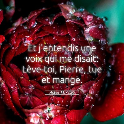 Picture 05 - Actes 11:7 LSG - Et j'entendis une voix qui me disait: Lève-toi, - Bible Verse Picture