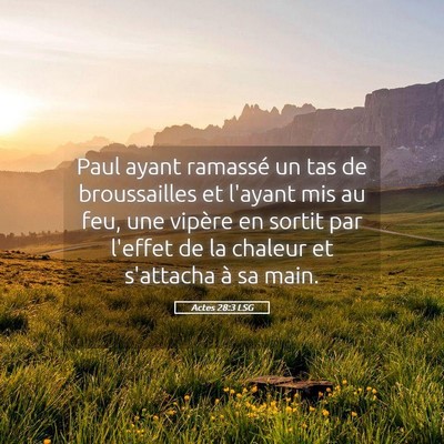 Picture 05 - Actes 28:3 LSG - Paul ayant ramassé un tas de broussailles et - Bible Verse Picture