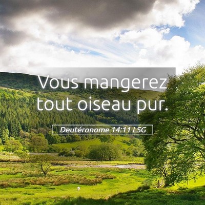 Picture 05 - Deutéronome 14:11 LSG - Vous mangerez tout oiseau - Bible Verse Picture