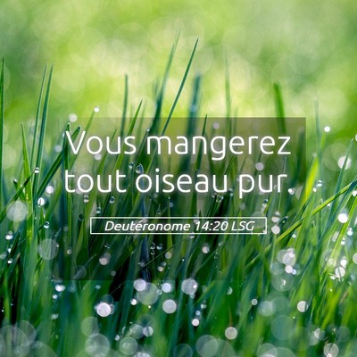 Picture 05 - Deutéronome 14:20 LSG - Vous mangerez tout oiseau - Bible Verse Picture