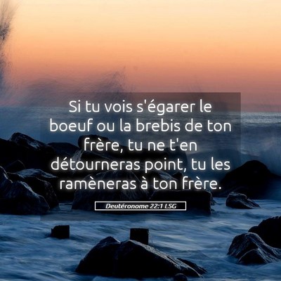 Picture 05 - Deutéronome 22:1 LSG - Si tu vois s'égarer le boeuf ou la brebis de ton - Bible Verse Picture