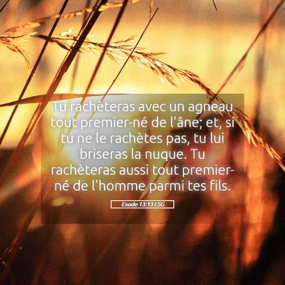 Picture 05 - Exode 13:13 LSG - Tu rachèteras avec un agneau tout premier-né de - Bible Verse Picture