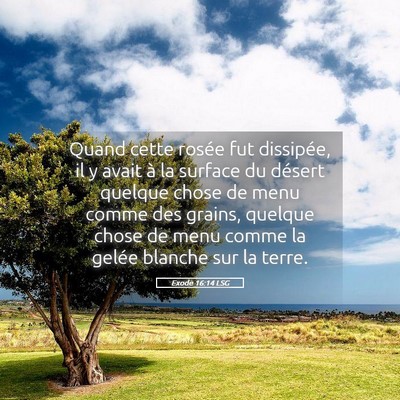 Picture 05 - Exode 16:14 LSG - Quand cette rosée fut dissipée, il y avait à - Bible Verse Picture