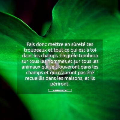 Picture 05 - Exode 9:19 LSG - Fais donc mettre en sûreté tes troupeaux et - Bible Verse Picture