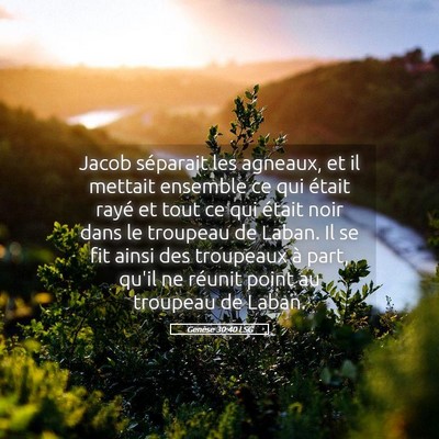 Picture 05 - Genèse 30:40 LSG - Jacob séparait les agneaux, et il mettait - Bible Verse Picture