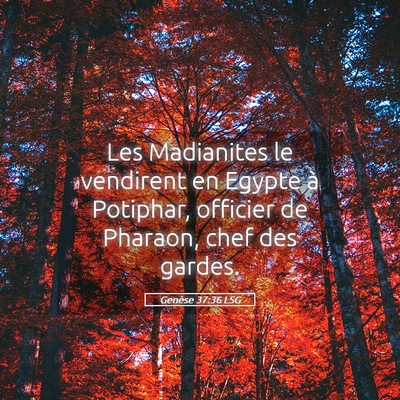 Picture 05 - Genèse 37:36 LSG - Les Madianites le vendirent en Egypte à - Bible Verse Picture