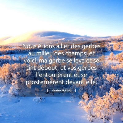 Picture 05 - Genèse 37:7 LSG - Nous étions à lier des gerbes au milieu des - Bible Verse Picture