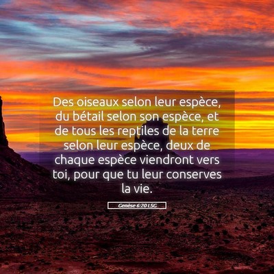 Picture 05 - Genèse 6:20 LSG - Des oiseaux selon leur espèce, du bétail selon - Bible Verse Picture
