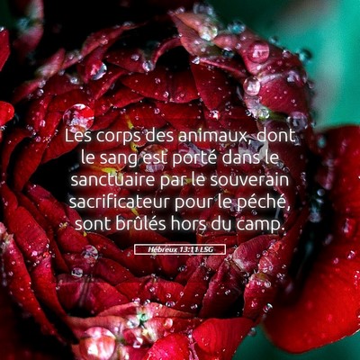 Picture 05 - Hébreux 13:11 LSG - Les corps des animaux, dont le sang est porté - Bible Verse Picture