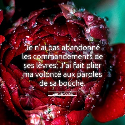 Picture 05 - Job 23:12 LSG - Je n'ai pas abandonné les commandements de ses - Bible Verse Picture