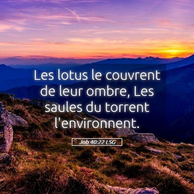 Picture 05 - Job 40:22 LSG - Les lotus le couvrent de leur ombre, Les saules - Bible Verse Picture