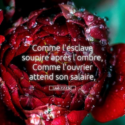 Picture 05 - Job 7:2 LSG - Comme l'esclave soupire après l'ombre, Comme - Bible Verse Picture