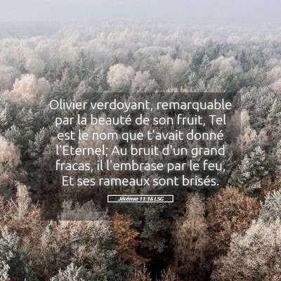 Picture 05 - Jérémie 11:16 LSG - Olivier verdoyant, remarquable par la beauté de - Bible Verse Picture