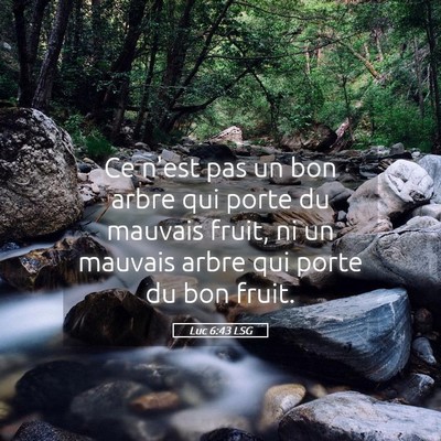 Picture 05 - Luc 6:43 LSG - Ce n'est pas un bon arbre qui porte du mauvais - Bible Verse Picture