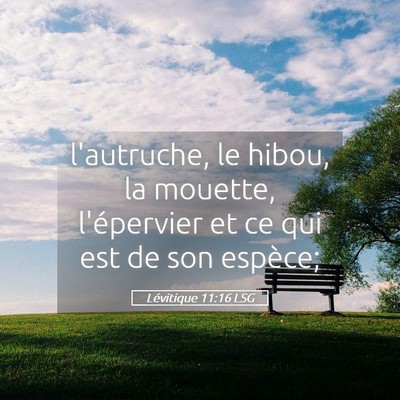 Picture 05 - Lévitique 11:16 LSG - l'autruche, le hibou, la mouette, l'épervier et - Bible Verse Picture