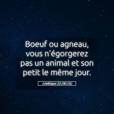 Picture 05 - Lévitique 22:28 LSG - Boeuf ou agneau, vous n'égorgerez pas un animal - Bible Verse Picture