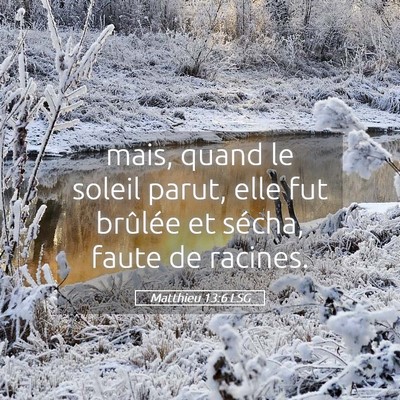 Picture 05 - Matthieu 13:6 LSG - mais, quand le soleil parut, elle fut brûlée et - Bible Verse Picture