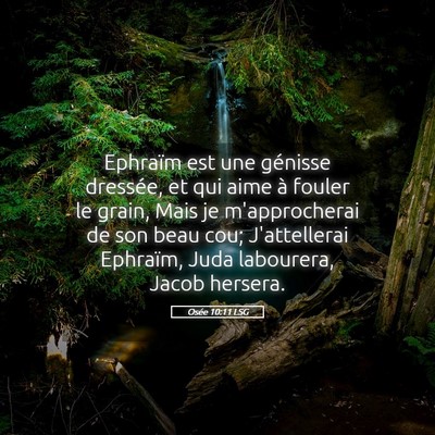 Picture 05 - Osée 10:11 LSG - Ephraïm est une génisse dressée, et qui aime - Bible Verse Picture