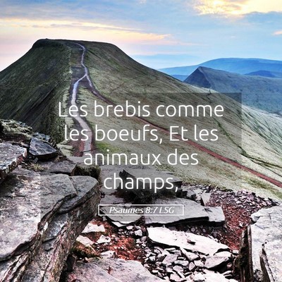 Picture 05 - Psaumes 8:7 LSG - Les brebis comme les boeufs, Et les animaux des - Bible Verse Picture