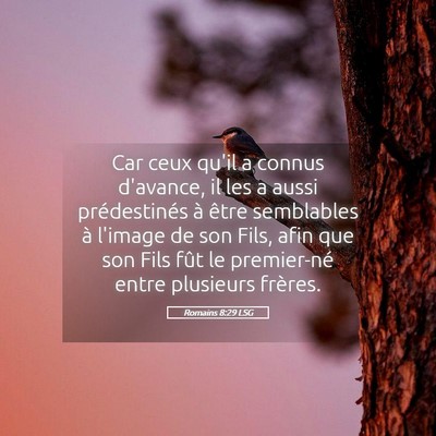 Picture 05 - Romains 8:29 LSG - Car ceux qu'il a connus d'avance, il les a aussi - Bible Verse Picture